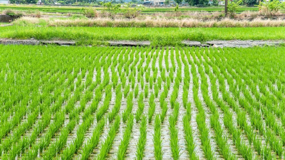 OPM rice farm